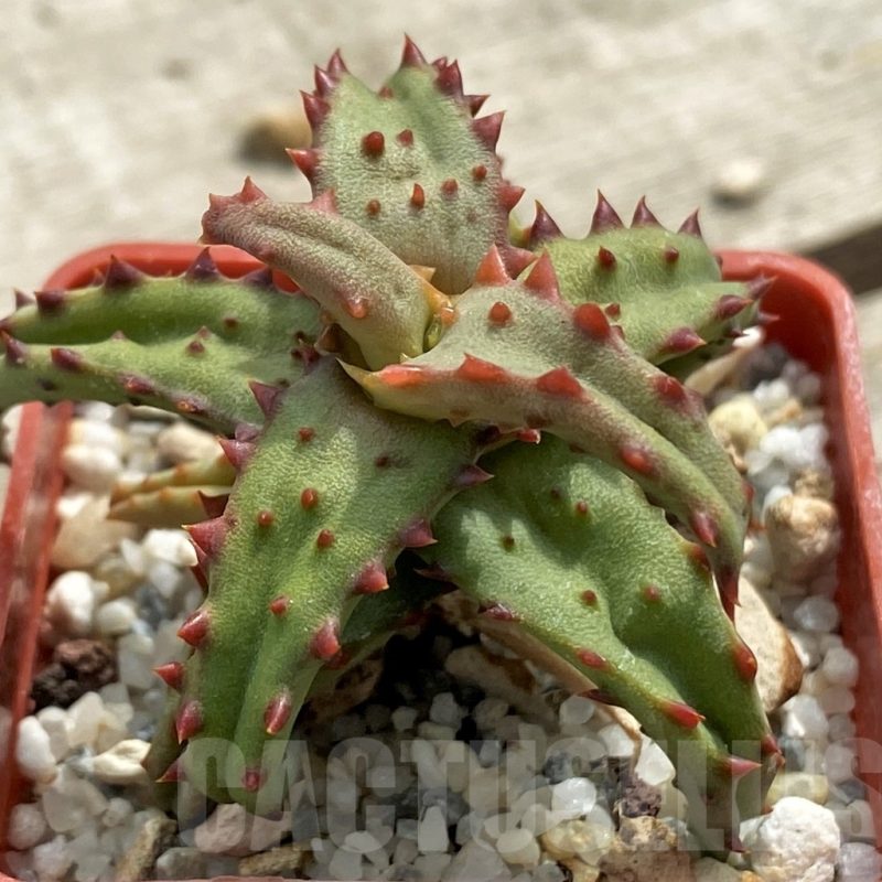 LOT644 10 SEEDS Aloe castilloniae  harvest 2025