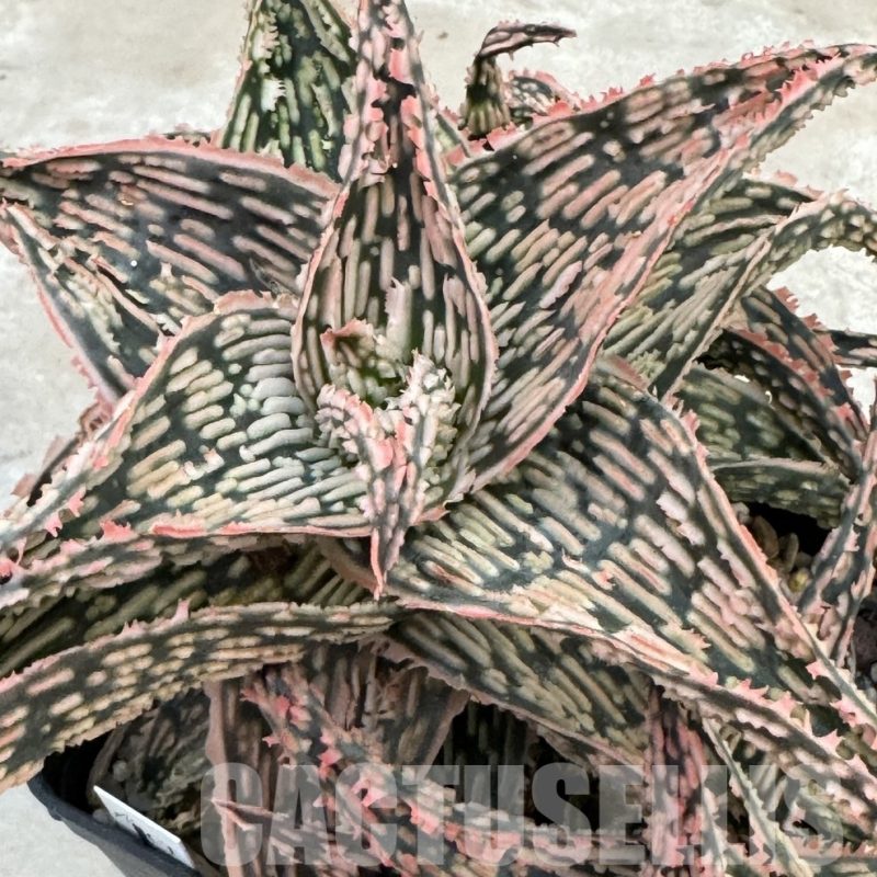 LOT648 Aloe EN70  20SEEDS harvest 2024