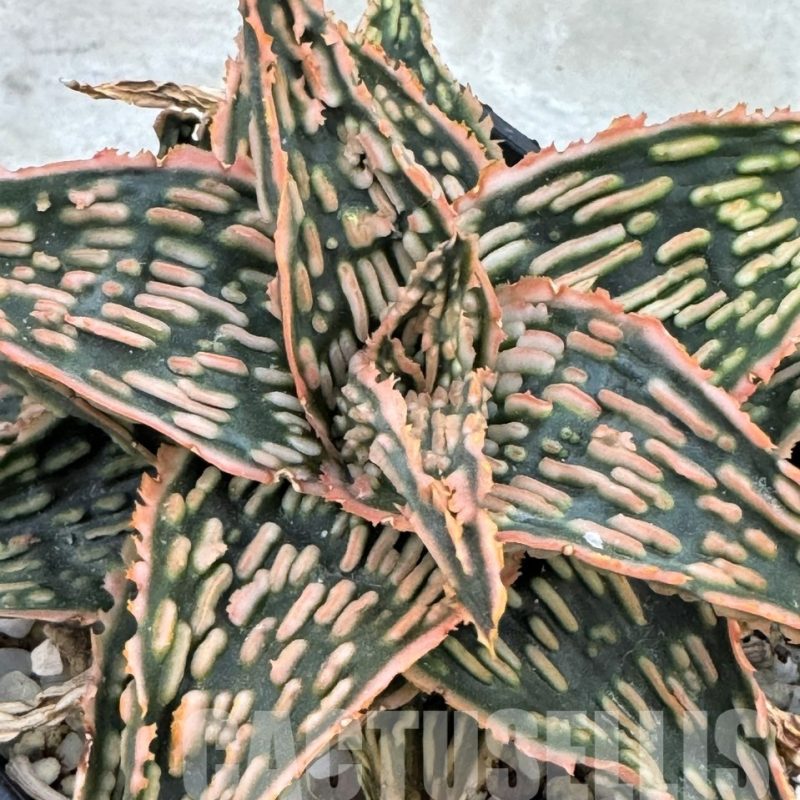 LOT649 20SEEDS Aloe EN72  harvest 2024