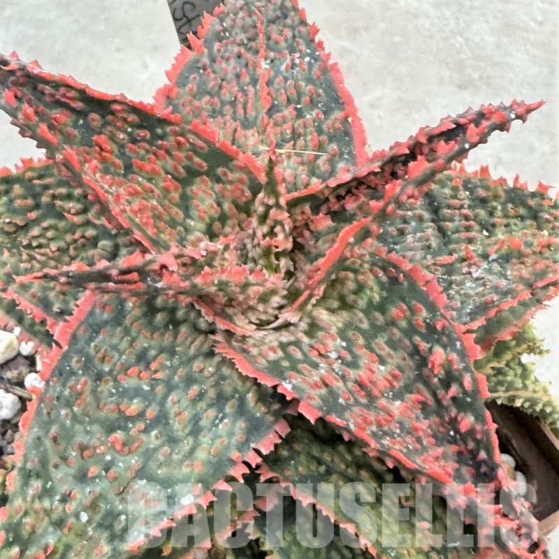 LOT650  20SEEDS Aloe EN76 harvest 2024