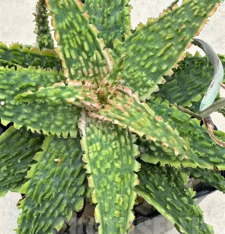 LOT652 10SEEDS Aloe EN62 harvest 2024