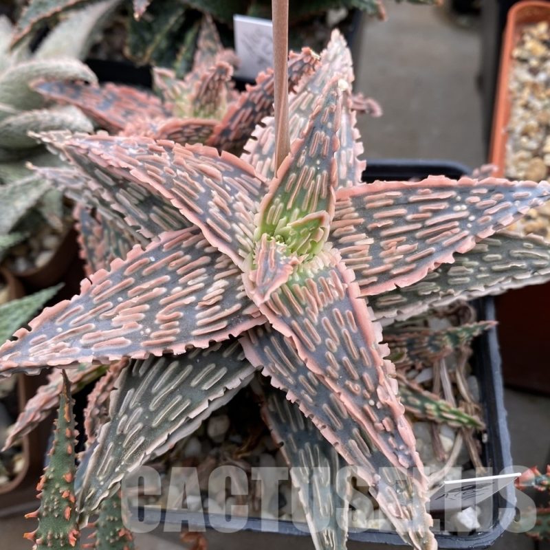 LOT654 10SEEDS  Aloe EN54   harvest 2024