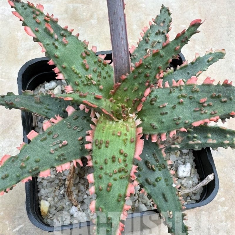 LOT655 Aloe EN22  10SEEDS harvest 2024