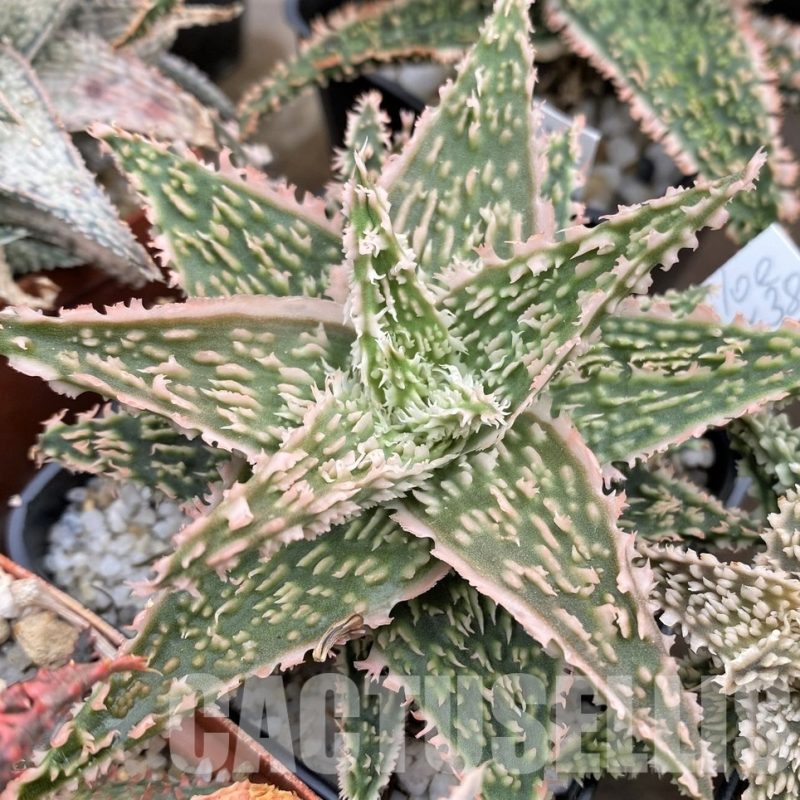 LOT660  20SEEDS Aloe EN38 harvest 2024