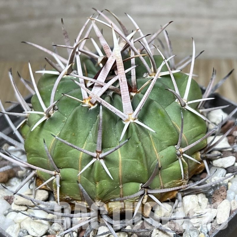 LOT665 10 SEEDS Stenocactus coptonogonus 2024