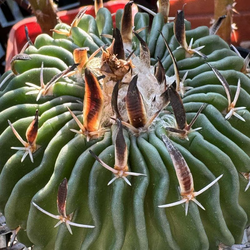 LOT666 10 SEEDS Stenocactus phyllacanthus CH228 2024