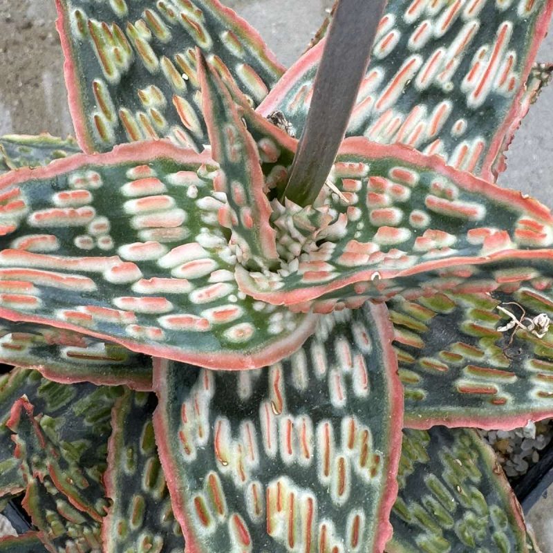 LOT668 20SEEDS Aloe EN69 harvest 2025