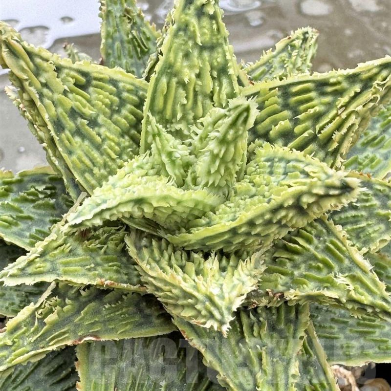 LOT669 20SEEDSAloe EN67  harvest 2024