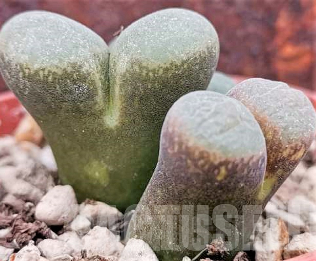 LOT705 20 SEEDS Ophthalmophyllum mix 2024