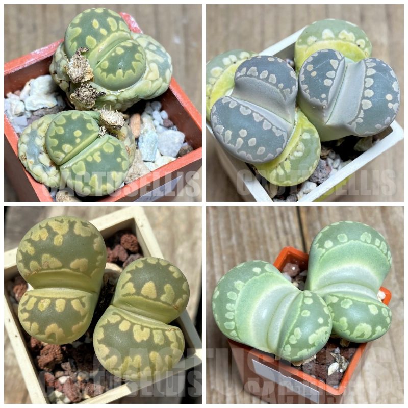 LOT708 50 SEEDS Lithops otzeniana mix 2024