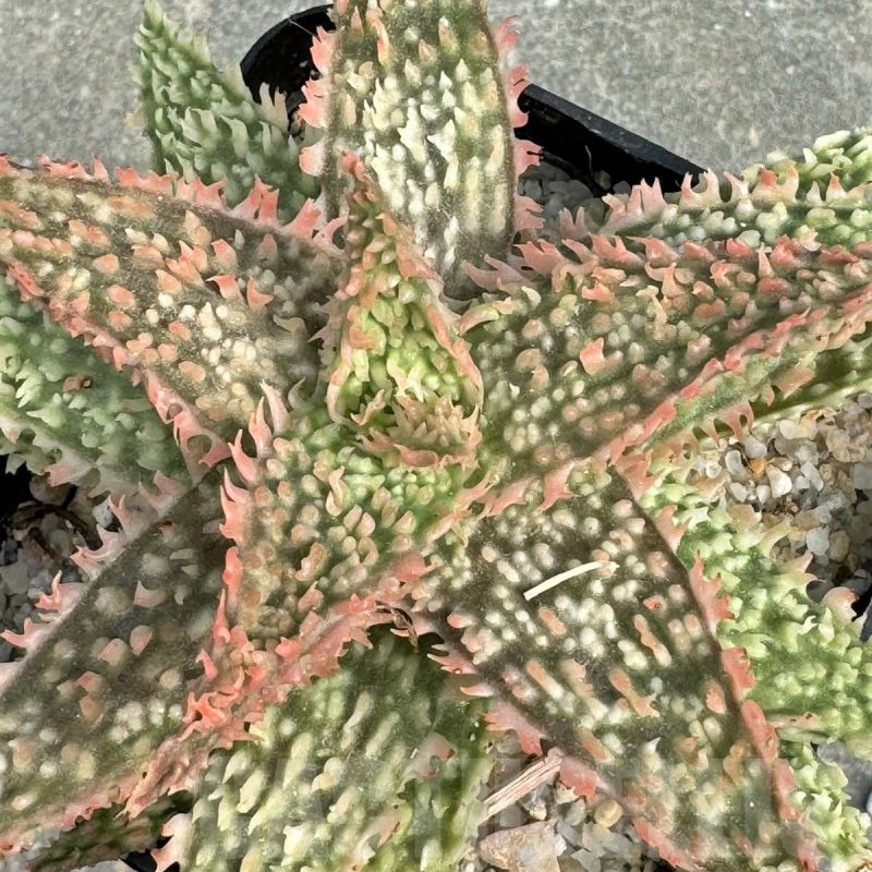 LOT709 10SEEDSAloe N12  harvest 2024