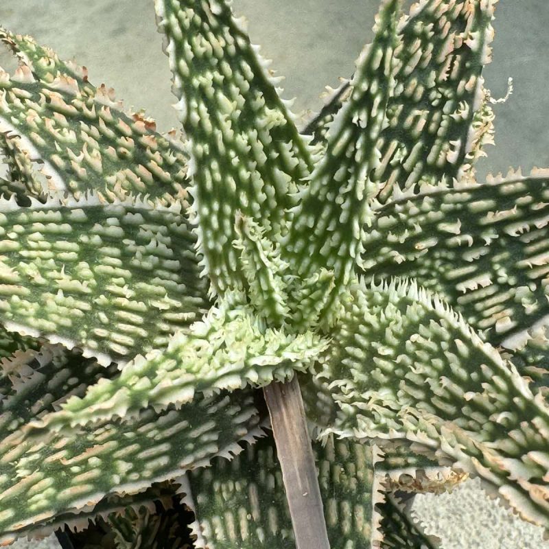 LOT714  20SEEDS Aloe N35 harvest 2024