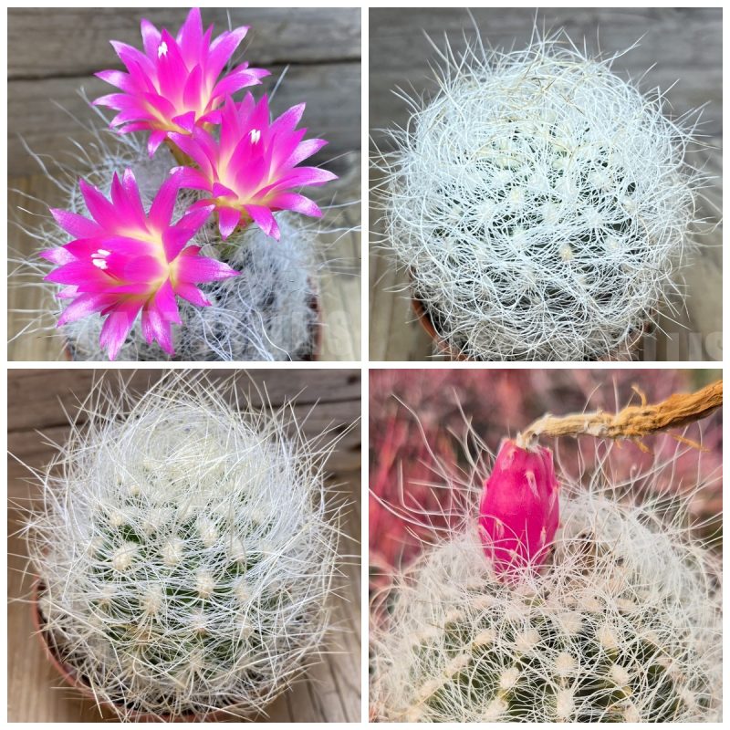 LOT325 20SEEDS Neoporteria gerocephala 2026