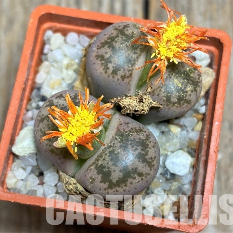 LOT72  50 SEEDS Lithops coleorum C396, 2024