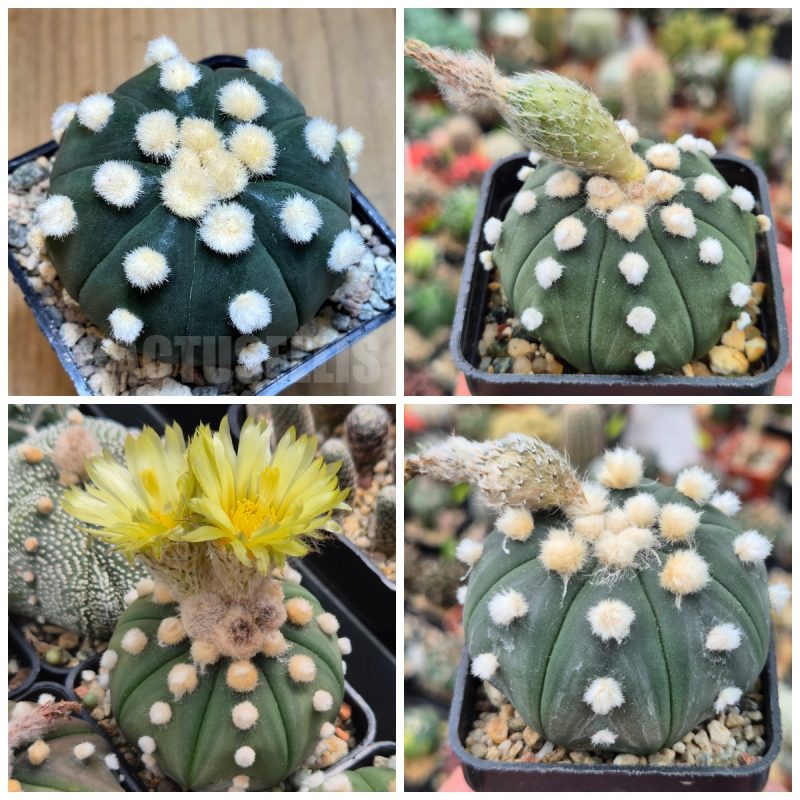 LOT727 20 SEEDS Astrophytum asterias 'Ooibo' 2025