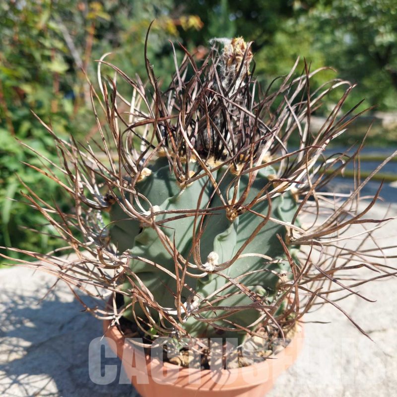 LOT728 10 SEEDS Astrophytum niveum v.nudum 2024