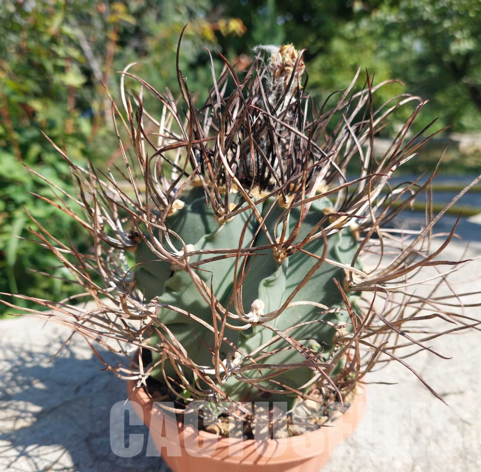 LOT728 10 SEEDS Astrophytum niveum v.nudum 2024