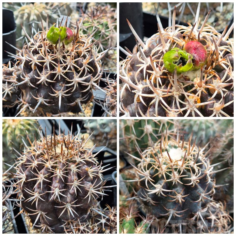 LOT729 10 SEEDS Copiapoa dura 2025