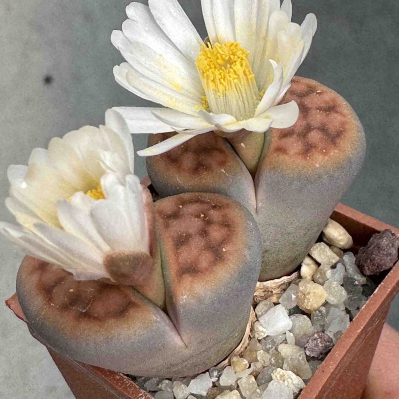 LOT732  50 SEEDS Lithops karasmontana var. aiaisensis 'Orange' 2024
