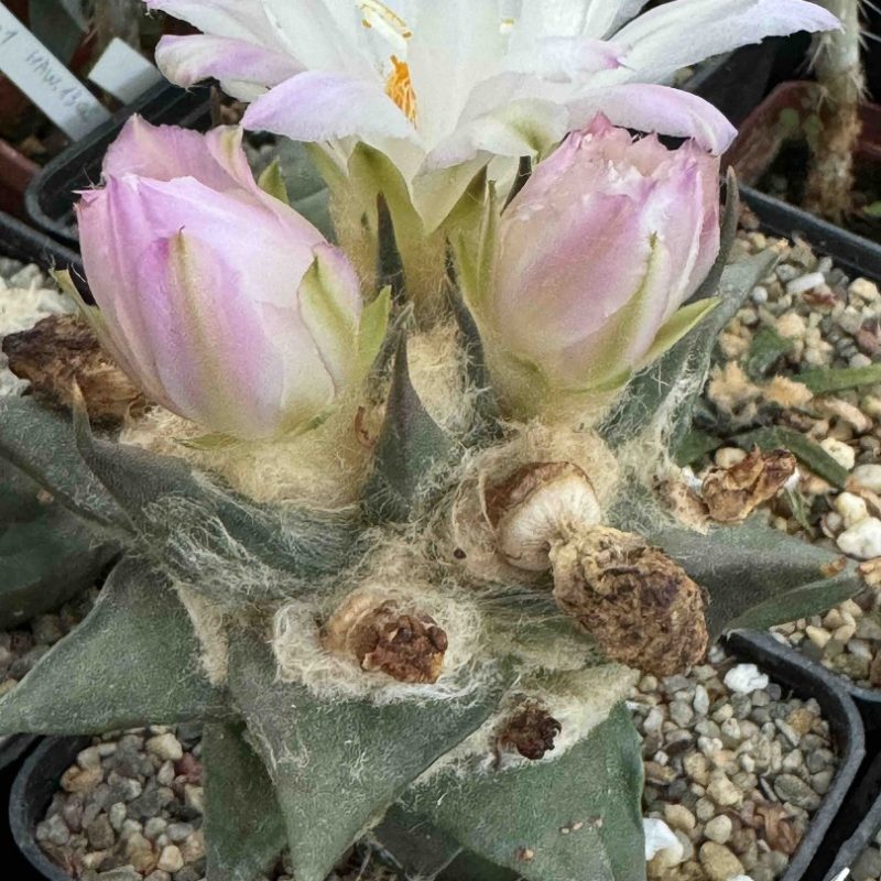 LOT735 10 SEEDS Ariocarpus trigonus, La Escondida 2025