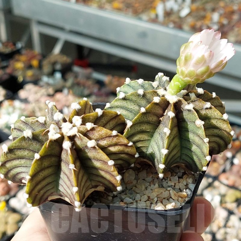 LOT737 20 SEEDS Gymnocalycium friedrichii VOS 014 harvest 2024