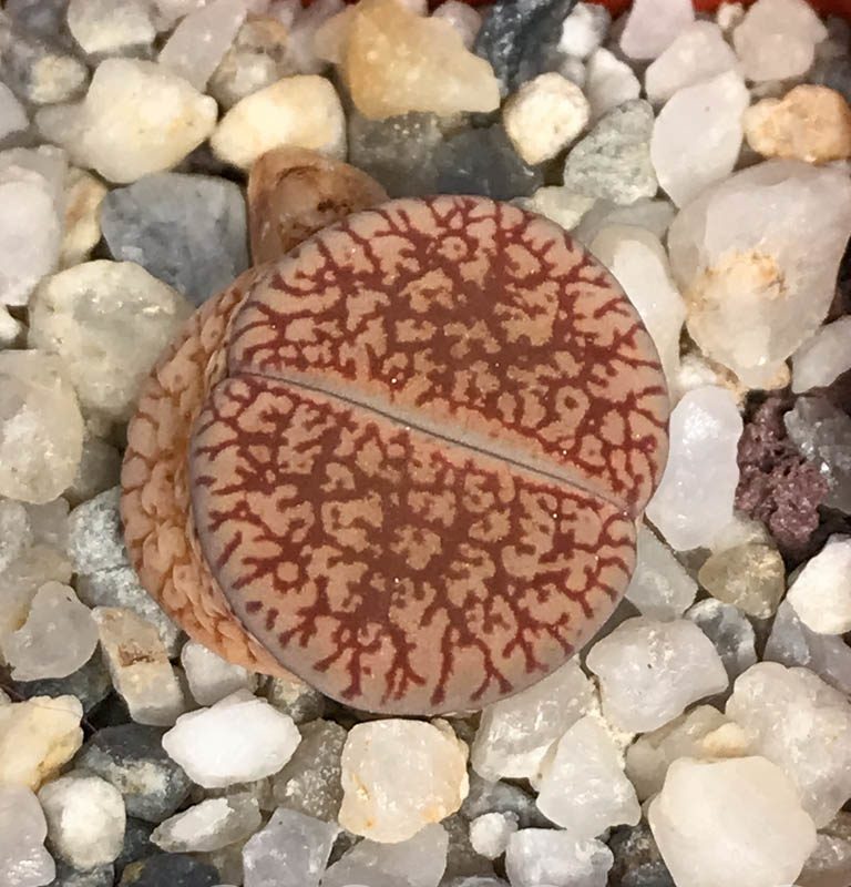 LOT738 20 SEEDS Lithops aucampiae ssp. euniceae v. euniceae C 048, Harvest 2024