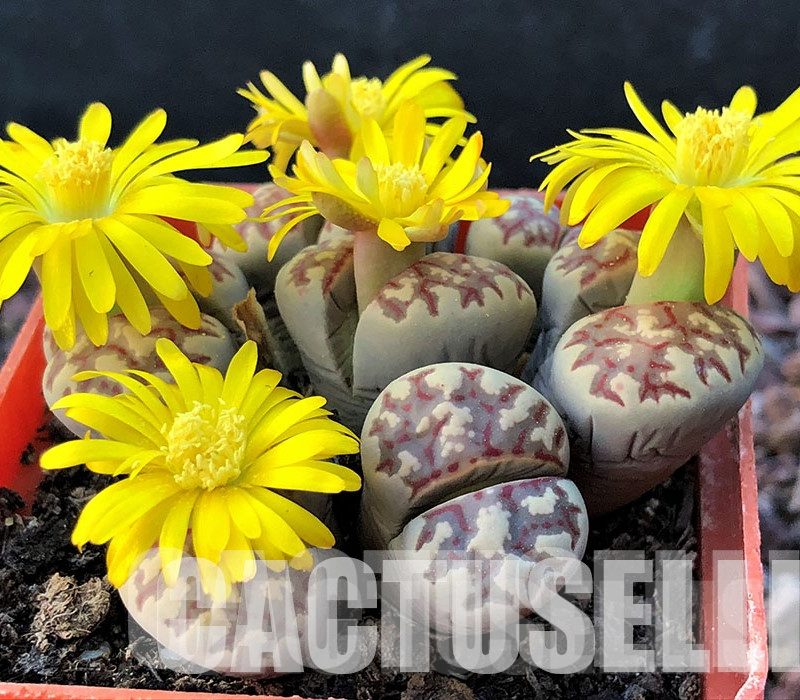 LOT739  50 SEEDS Lithops dorotheae, Harvest 2024