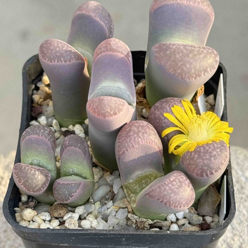 LOT740 20 SEEDS Lithops naureeniae, pink form 2024