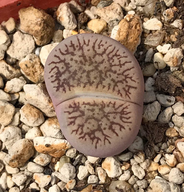 LOT745 50 SEEDS Lithops aucampiae subs. euniceae var. fluminalis C54, Harvest2024