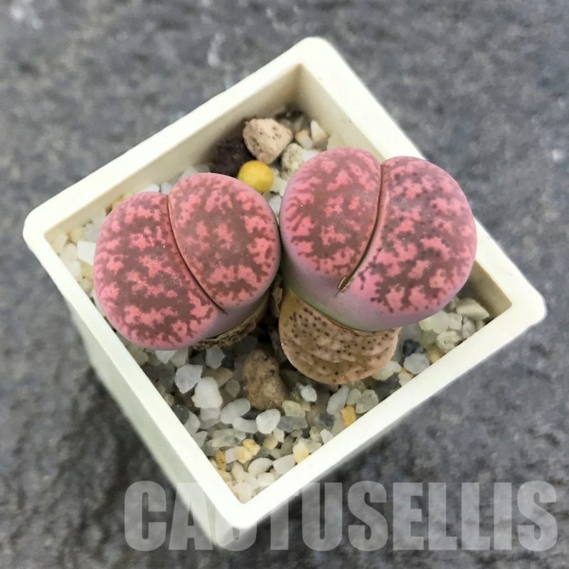 LOT746 20 SEEDS Lithops gesinae v. annae, pink form, Harvest 2024