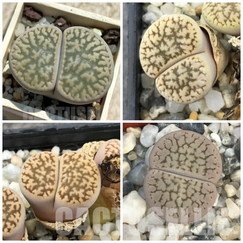 LOT748  20 SEEDS Lithops hookeri v. susannae C91, Harvest 2024