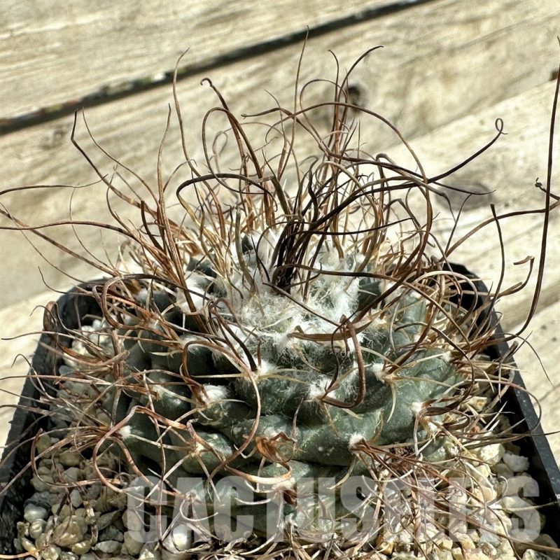 LOT752 10 SEEDS  Turbinicarpus graminispinus -San Jose Del Liano-  2024