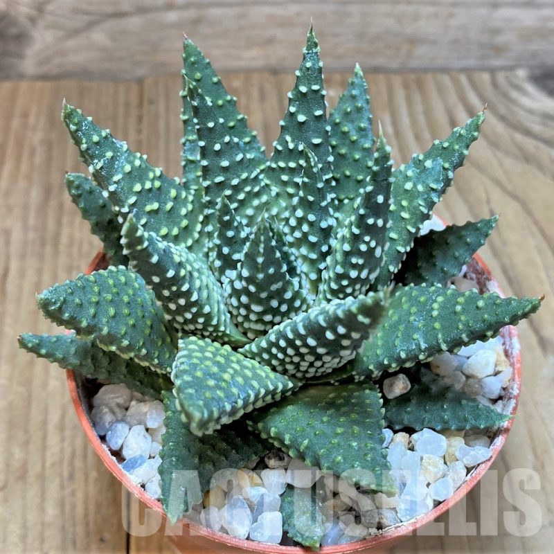 LOT754 20 SEEDS  Haworthia pumila mix , 2024