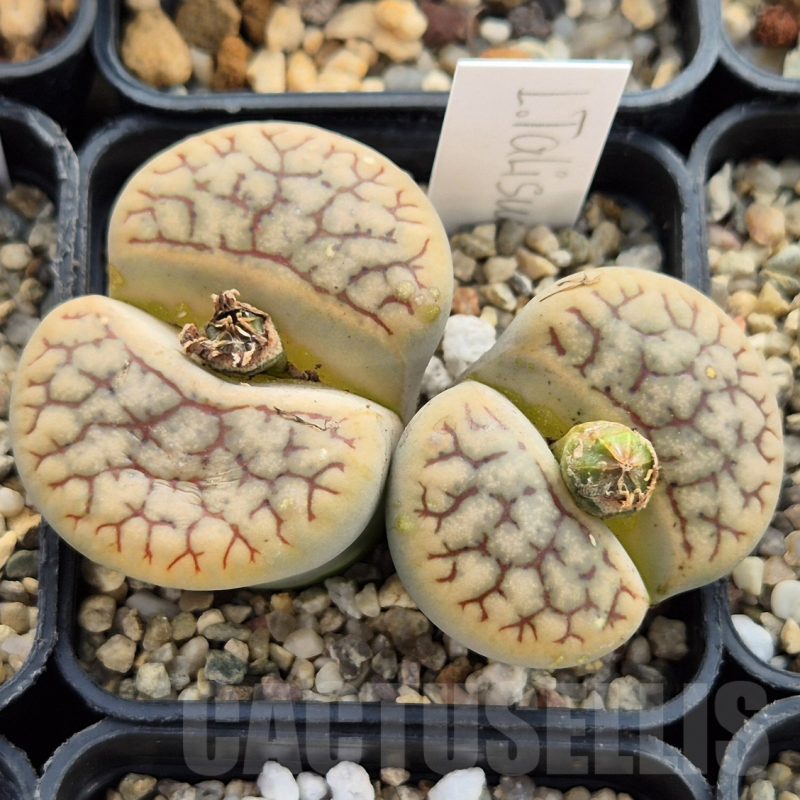 LOT755 20 SEEDS Lithops Talisman, 2024
