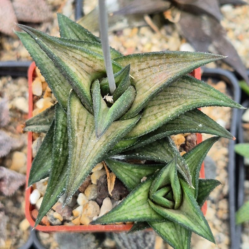 LOT759 10 SEEDS Haworthia venosa v. coriacea 2025