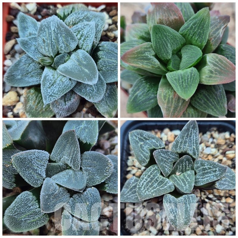 LOT760 10 SEEDS Haworthia pygmaea mix 2023 year