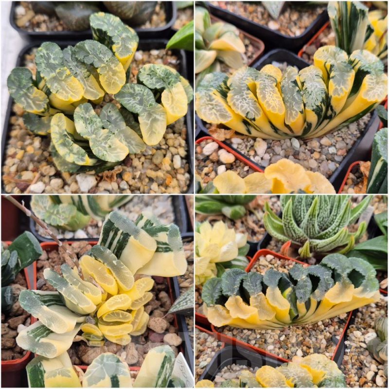LOT788 10 SEEDS Haworthia truncata f. variegata 2025