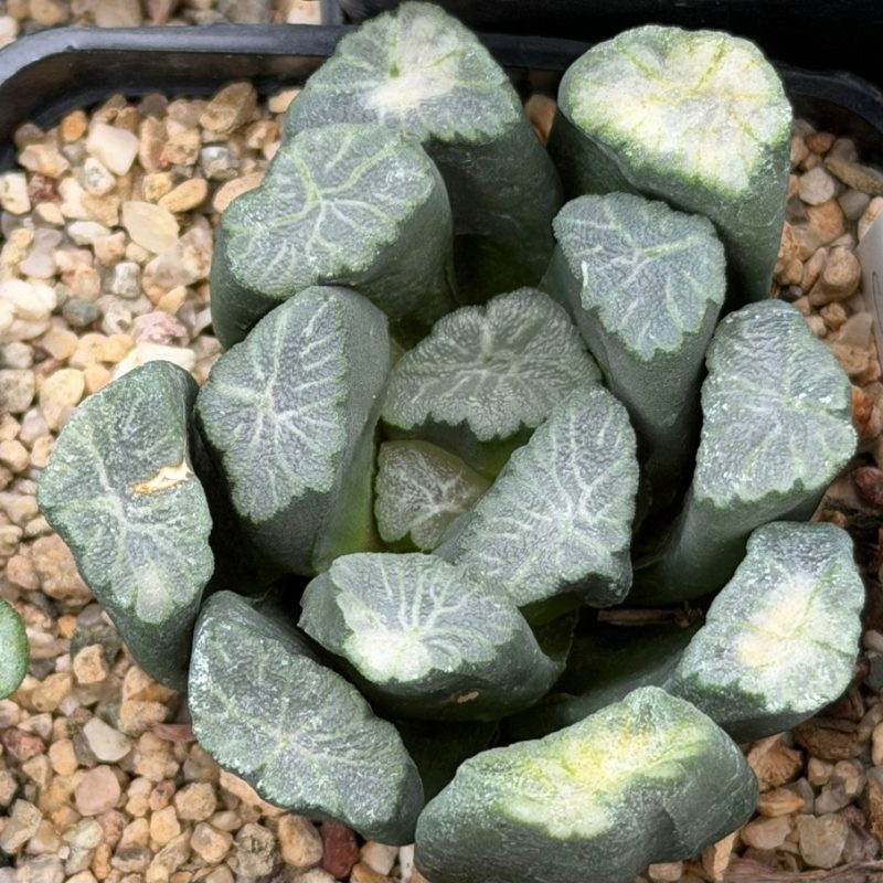 LOT791 10 SEEDS  Haworthia maughanii -Japan- 2026