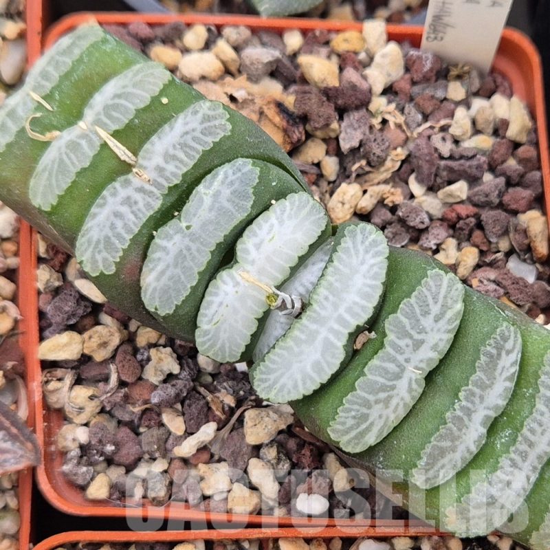 LOT796 10 SEEDS Haworthia truncata Japan NE 643 2024