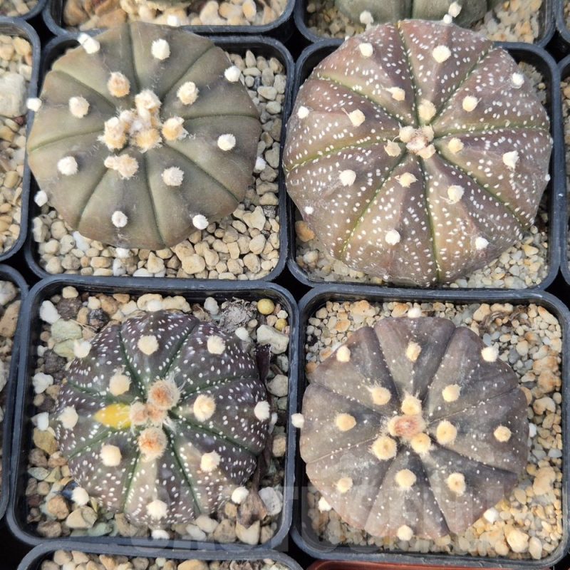 LOT849 10SEEDS Astrophytum asterias ‘Purple Skin’  2025