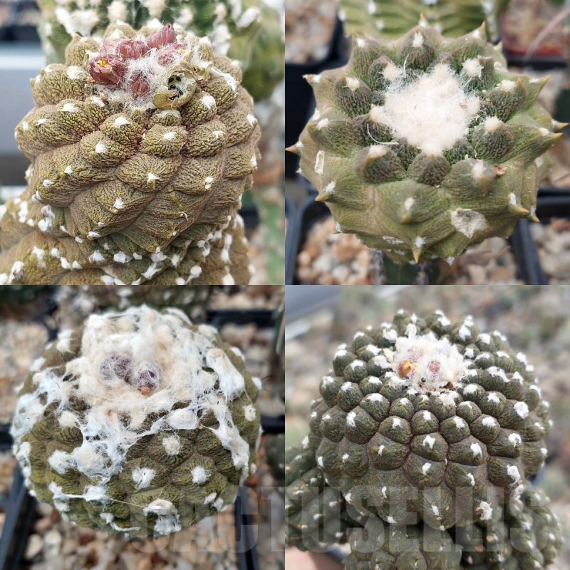 LOT866 10 SEEDS Copiapoa hypogaea 'Lizard Skin' 2025