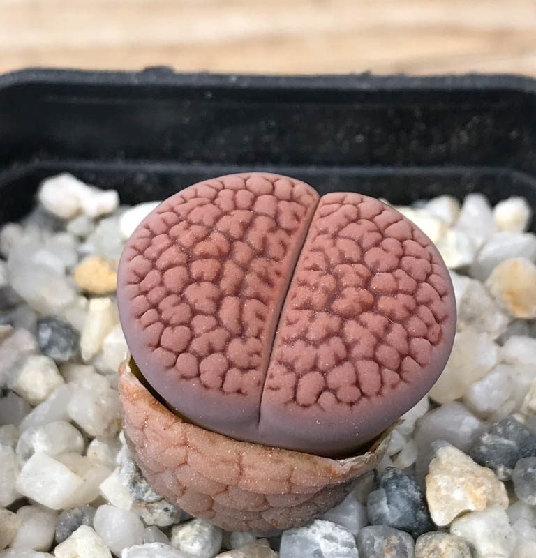 LOT88 20 SEEDS Lithops hookeri v. lutea, Harvest 2024