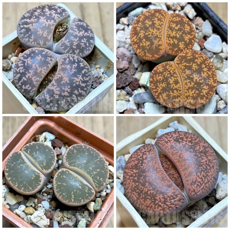 LOT881 50 SEEDS Lithops lesliei, harvest 2024