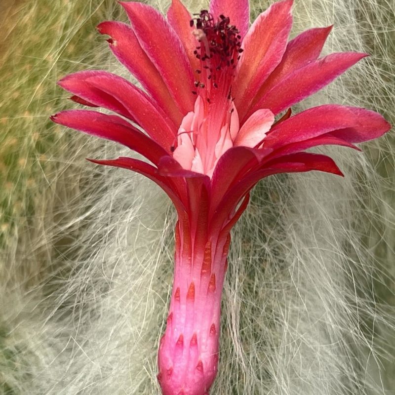 LOT92  50 SEEDS Hildewintera colademononis 2024