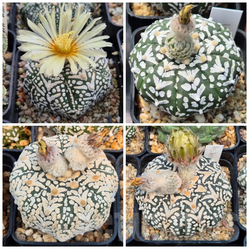 LOT926 10SEEDS Astrophytum asterias 'SK V-type' mix  2025