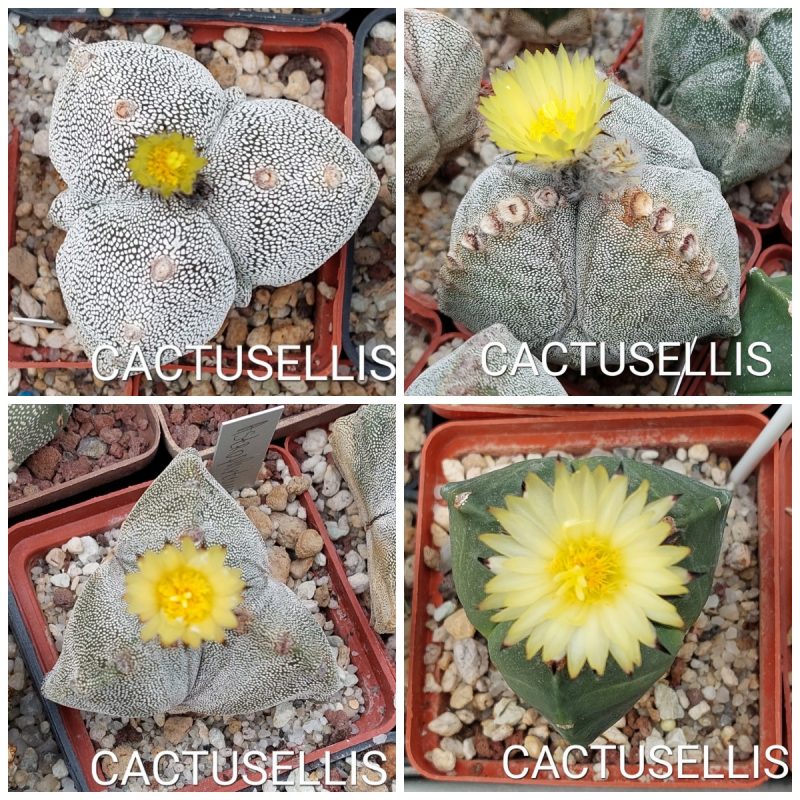 LOT927 10 SEEDS Astrophytum myriostigma v.tricostatum 2025