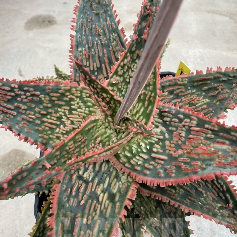 LOT931 10SEEDS Aloe EN59 harvest 2025