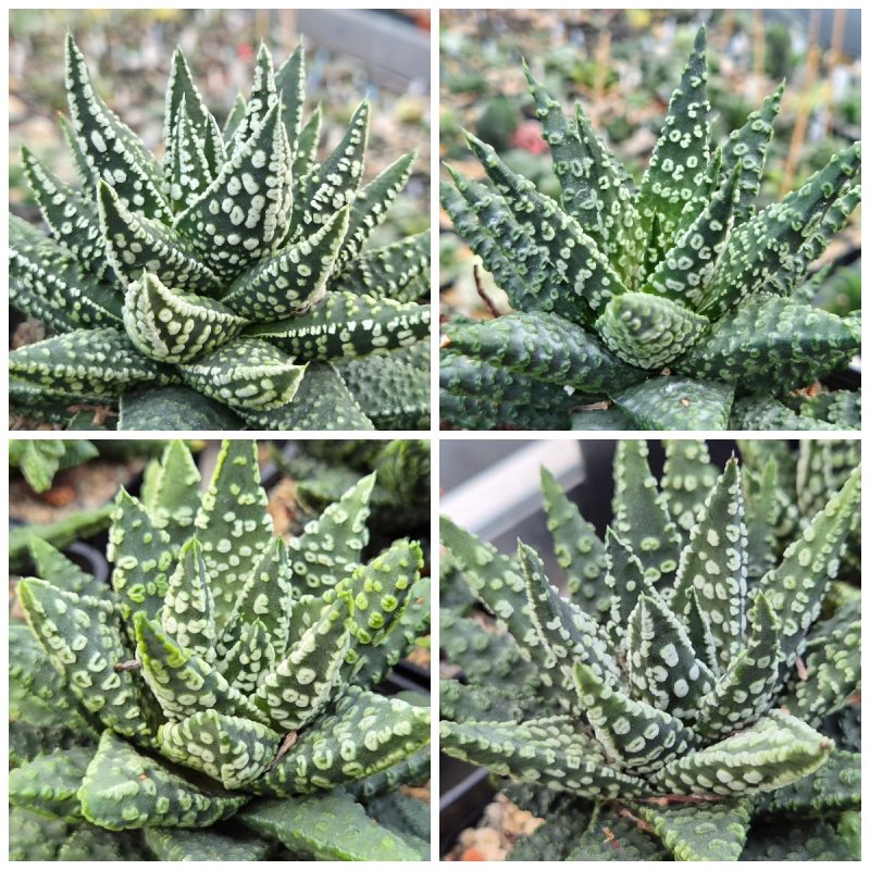 LOT938 20 SEEDS Haworthia pumila ‘Donut’ 2025
