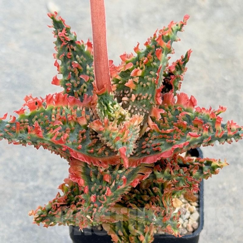 LOT990 20SEEDS Aloe EN405  harvest 2025