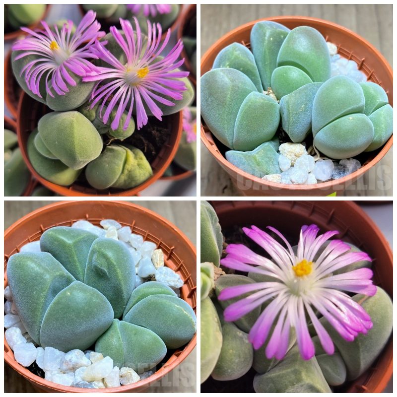 LOT992 20 SEEDS Vanheerdea divergens, harvest 2026